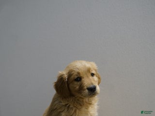 Golden Retriever dogs Golden Retriever Puppy 5 - Ad 10