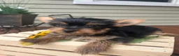 Yorkshire Terrier dogs for sale: Alice - Ad 1