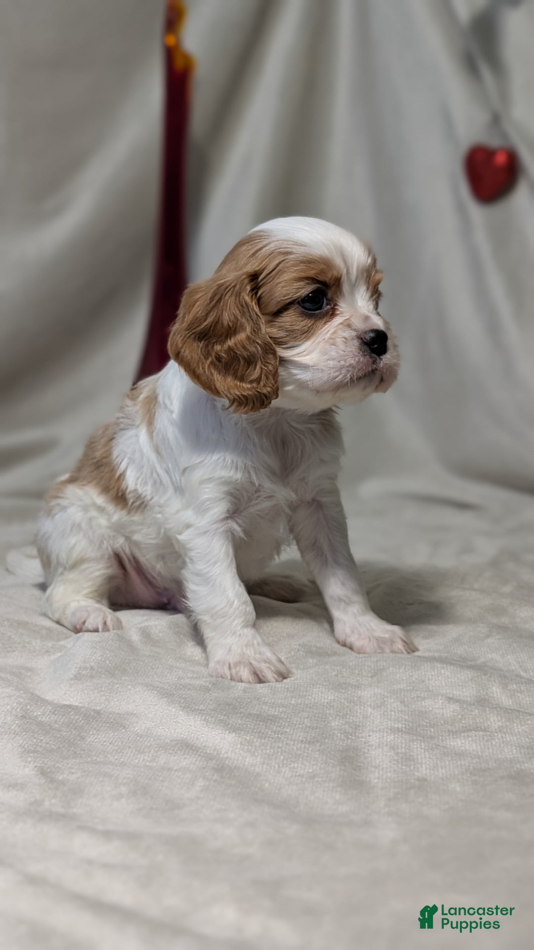 Cavalier King Charles Spaniel dogs for sale: Rover - Ad 10