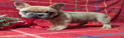 French Bulldog dogs for sale: Amy - Ad 4