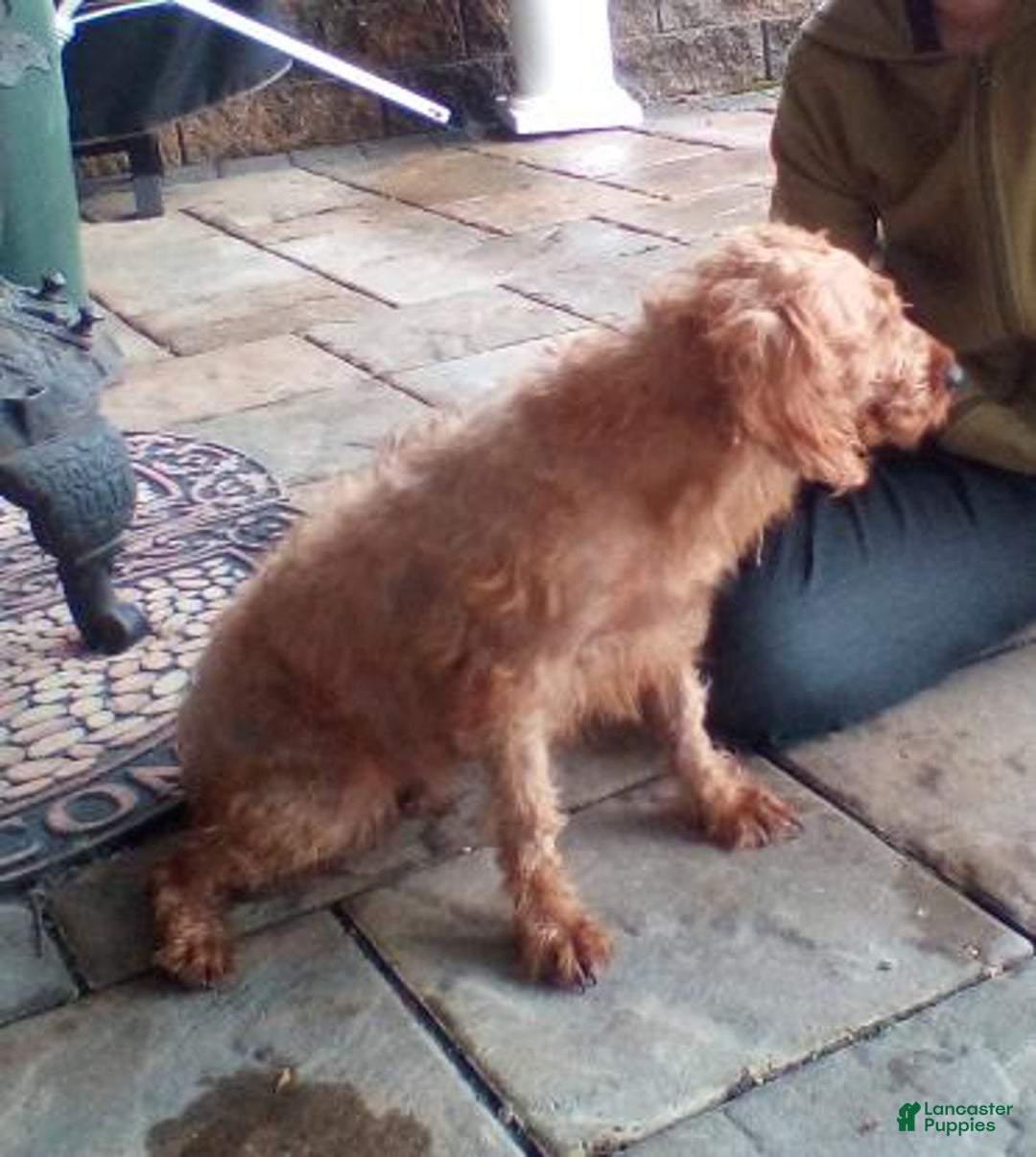 Miniature Labradoodle dogs for sale: Ditto - Ad 7