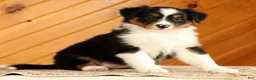 Australian Shepherd dogs for sale: Brittany - Ad 5