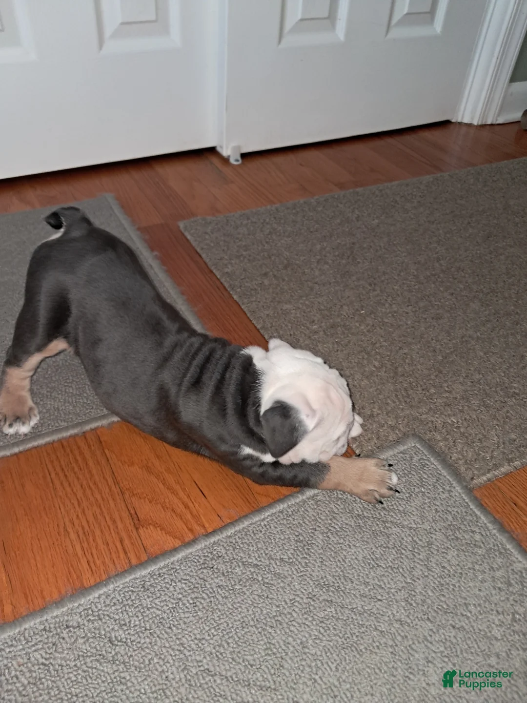 English Bulldog dogs for sale: Liberty - Ad 2