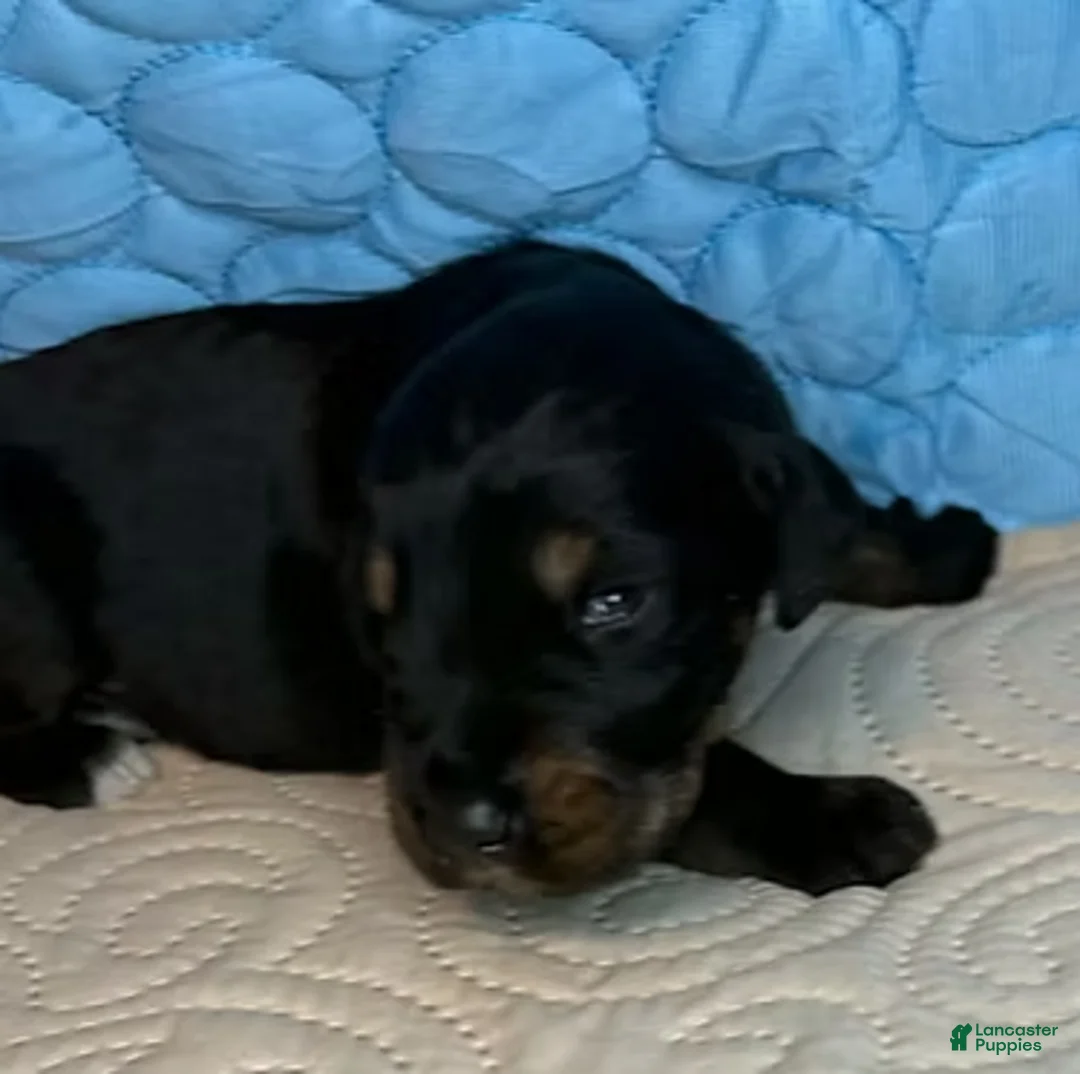 Mixed Breed dogs for sale: Gunner - Ad 5