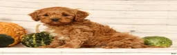 Cavapoo dogs for sale: Parker - Ad 3