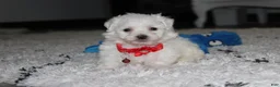 Bichon Frise dogs for sale: ❤️Jojo❤️ - Ad 10