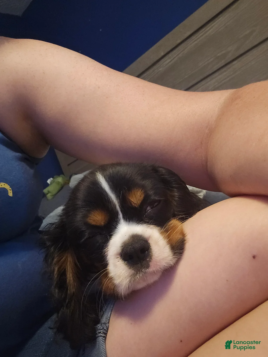 Cavalier King Charles Spaniel dogs for sale: Cavalier King Charles Spaniel 1 - Ad 3