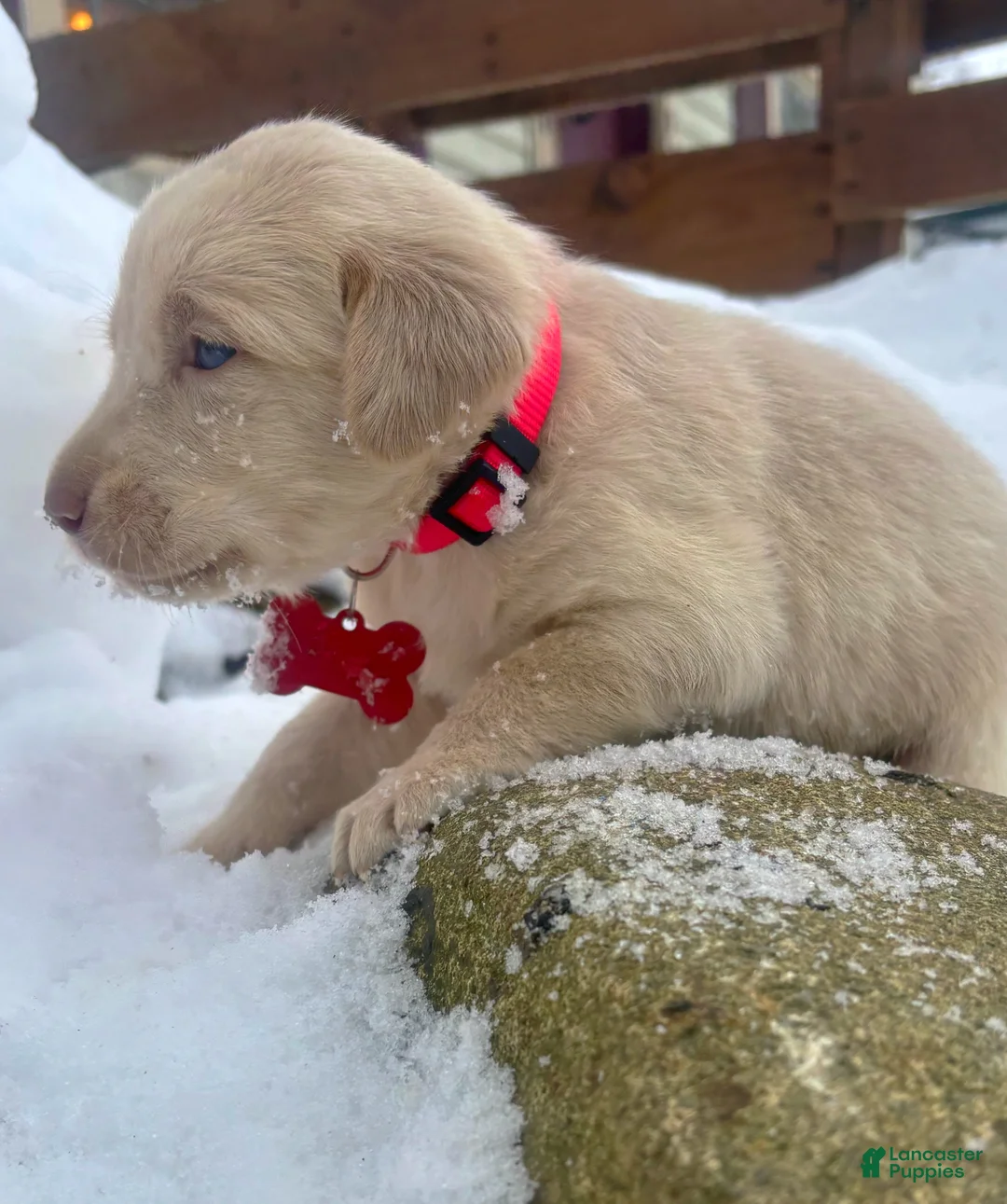 Labrador Retriever dogs for sale: Labrador Retriever Puppy 1 - Ad 10