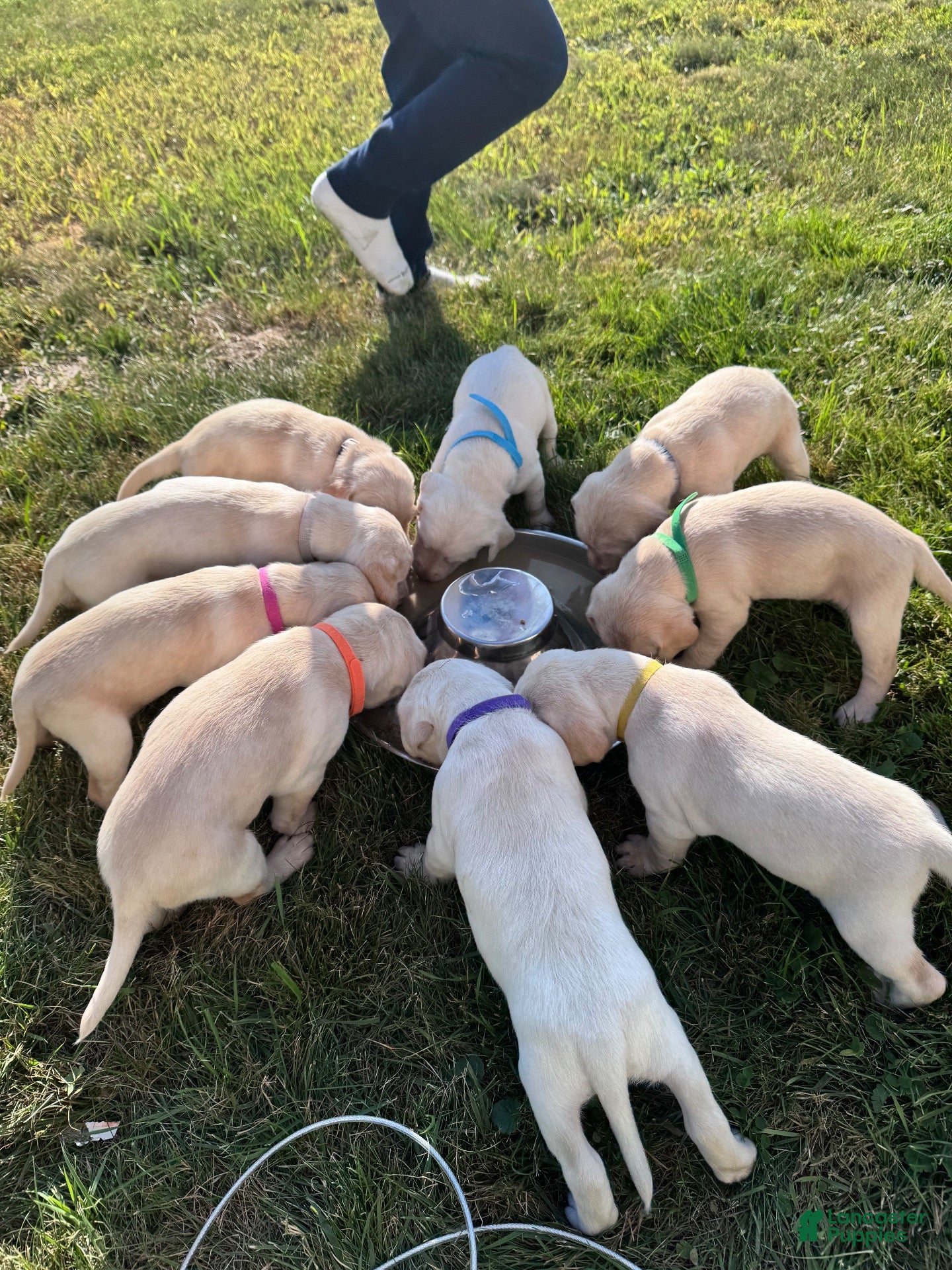 Labradoodle dogs Labradoodle 3 - Ad 33