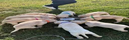 Labradoodle dogs for sale: Labradoodle 3 - Ad 1