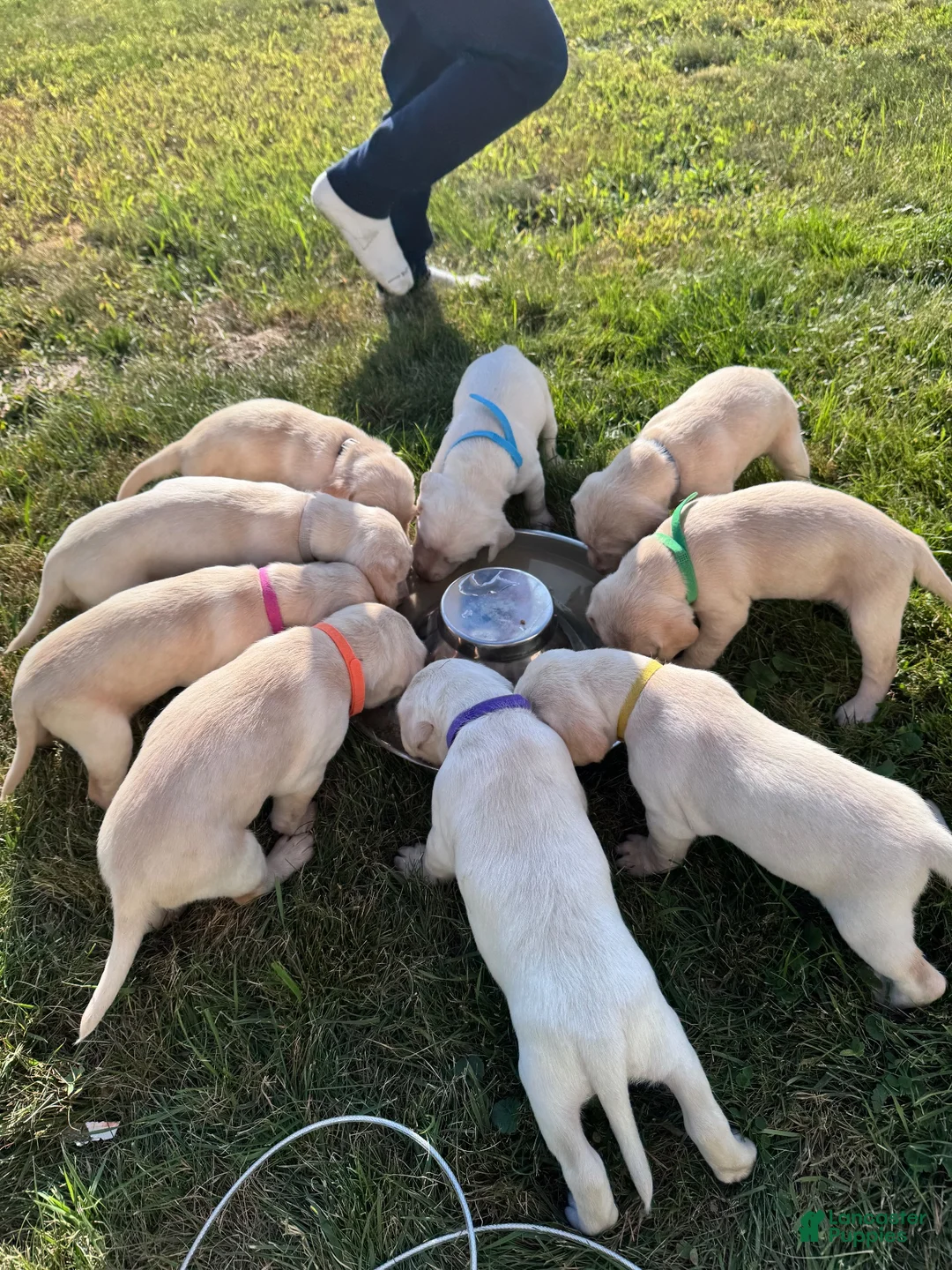 Labradoodle dogs for sale: Labradoodle 3 - Ad 1