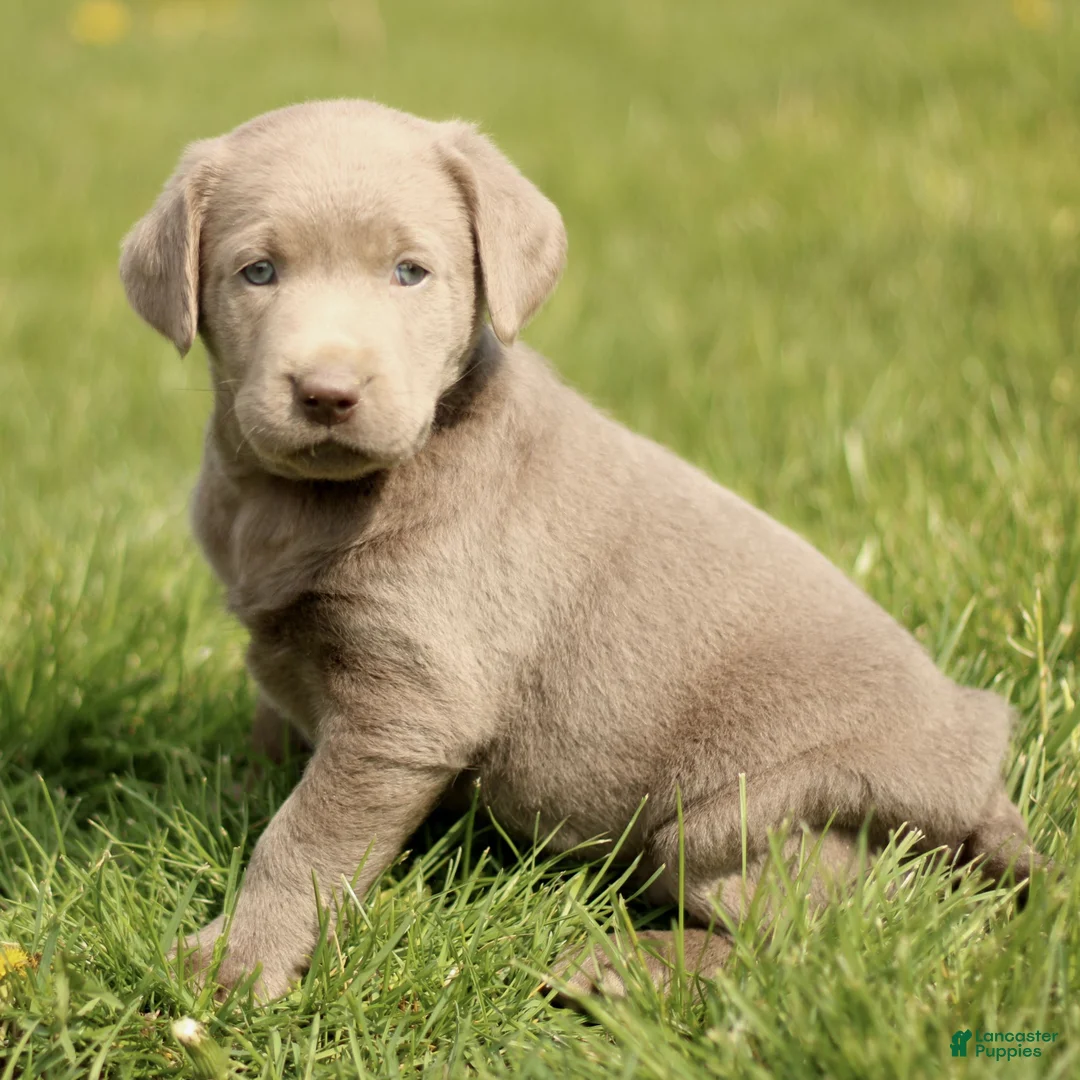 Labrador Retriever dogs for sale: Kennedy  - Ad 2