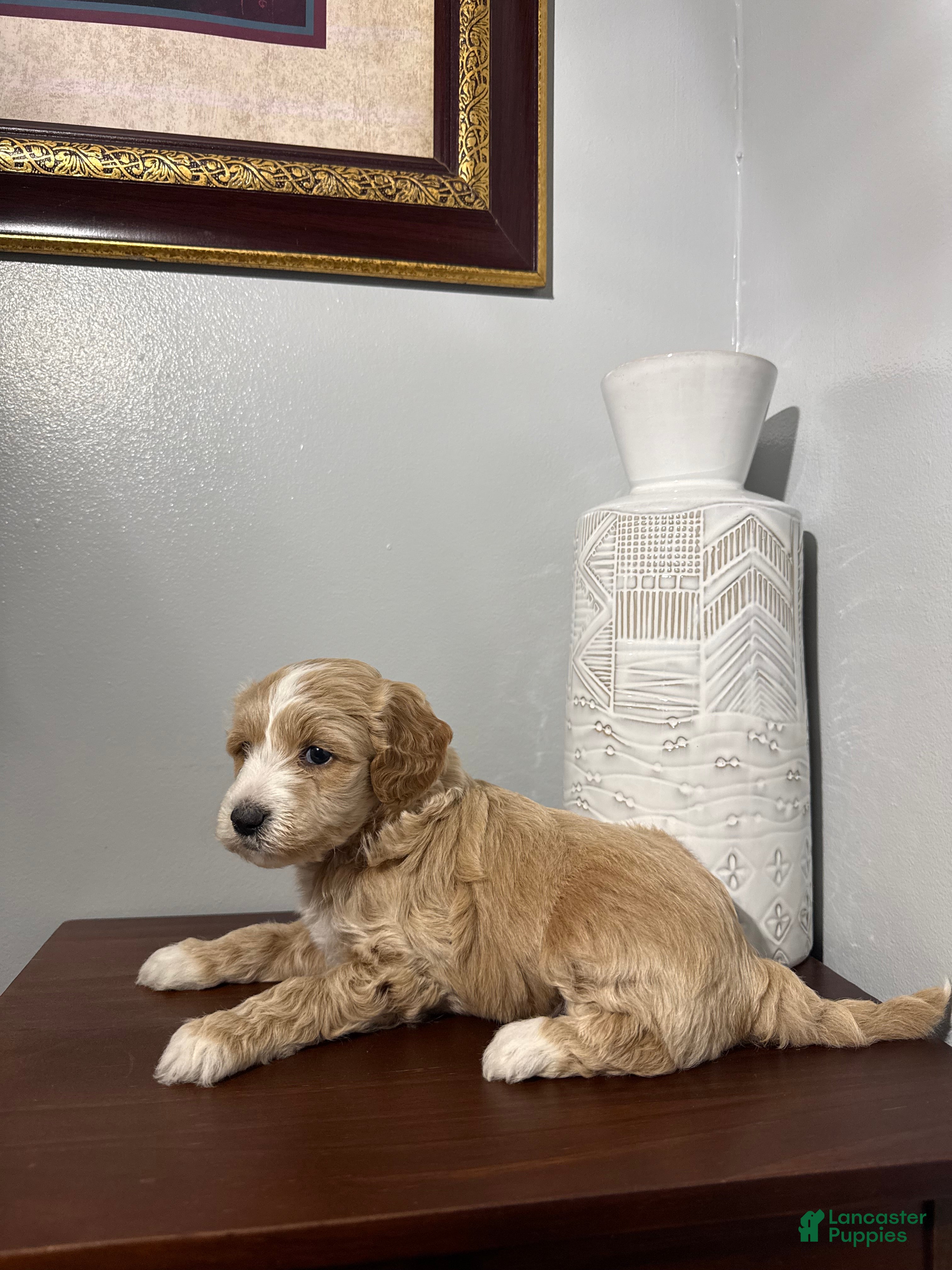 Maltipoo dogs Bella - Ad 10