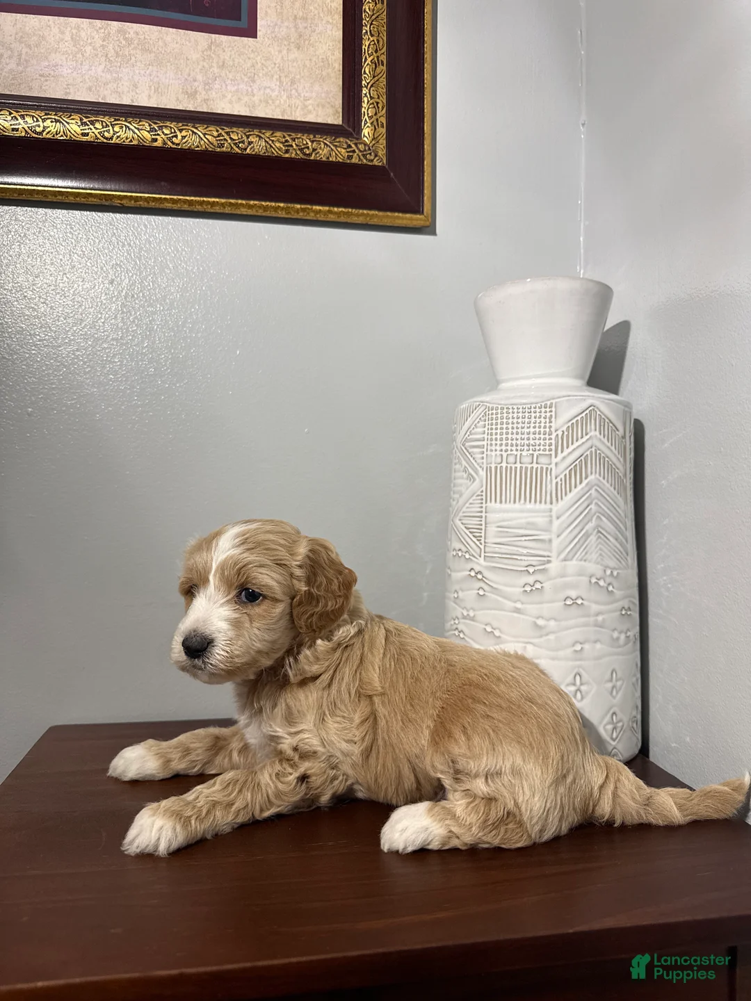 Maltipoo dogs for sale: Bella - Ad 1