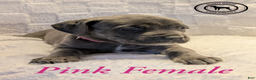 Cane Corso dogs for sale: Pink - Ad 8