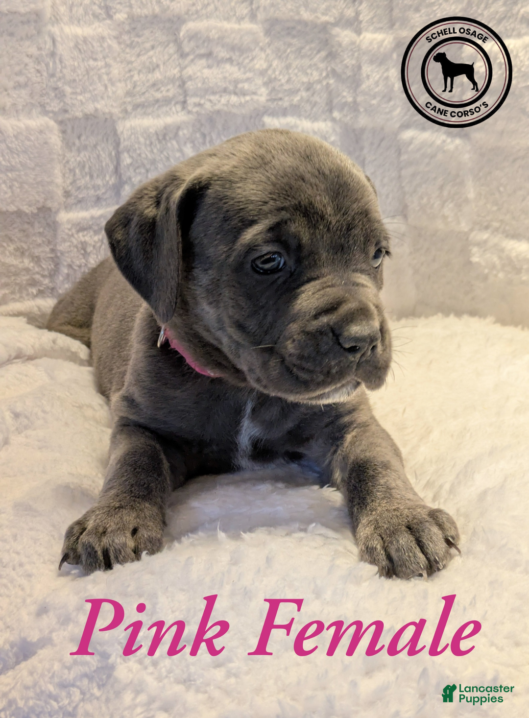 Cane Corso dogs for sale: Pink - Ad 8