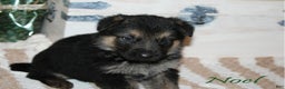 German Shepherd dogs for sale: German Shepherd Puppy 4 Noel - Ad 1