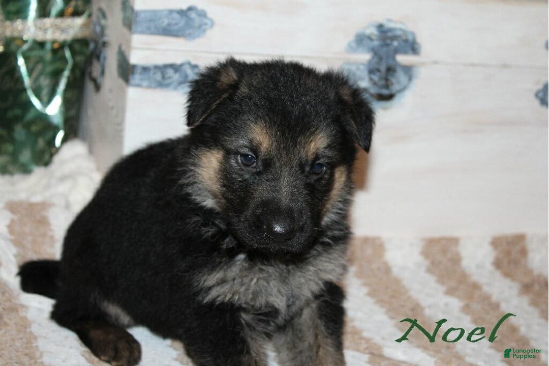 German Shepherd dogs for sale: German Shepherd Puppy 4 Noel - Ad 1