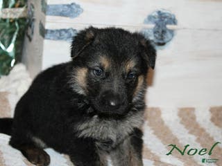 German Shepherd dogs for sale: German Shepherd Puppy 4 Noel - Ad 4
