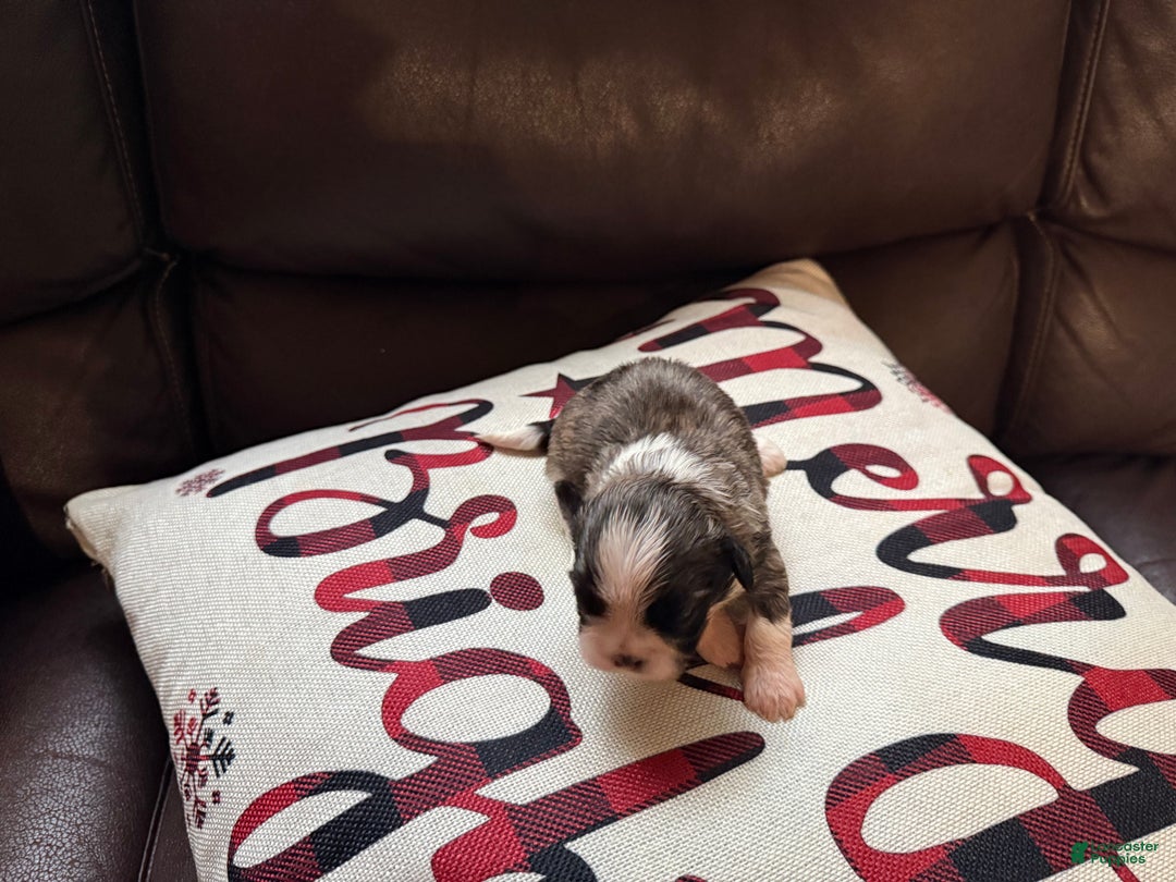 Shih Tzu dogs for sale: Shih Tzu Puppy 2 - Ad 1