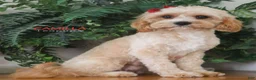 Cavapoo dogs for sale: Noelle - Ad 5