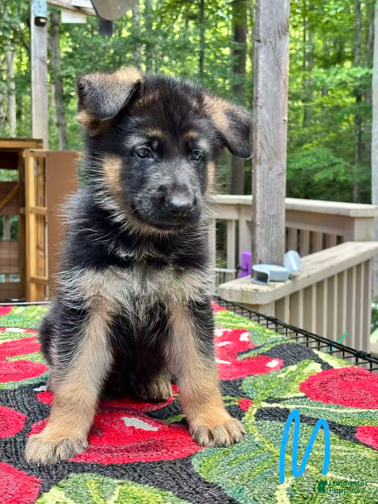 German Shepherd dogs Bluey - Ad 41