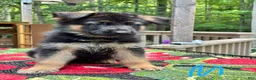 German Shepherd dogs for sale: Bluey - Ad 1
