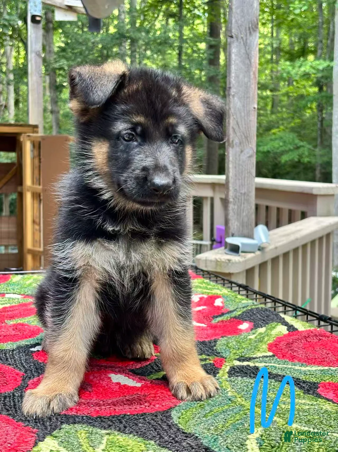 German Shepherd dogs for sale: Bluey - Ad 1