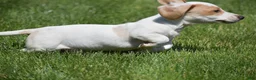 Miniature Dachshund dogs for sale: Noah - Ad 3