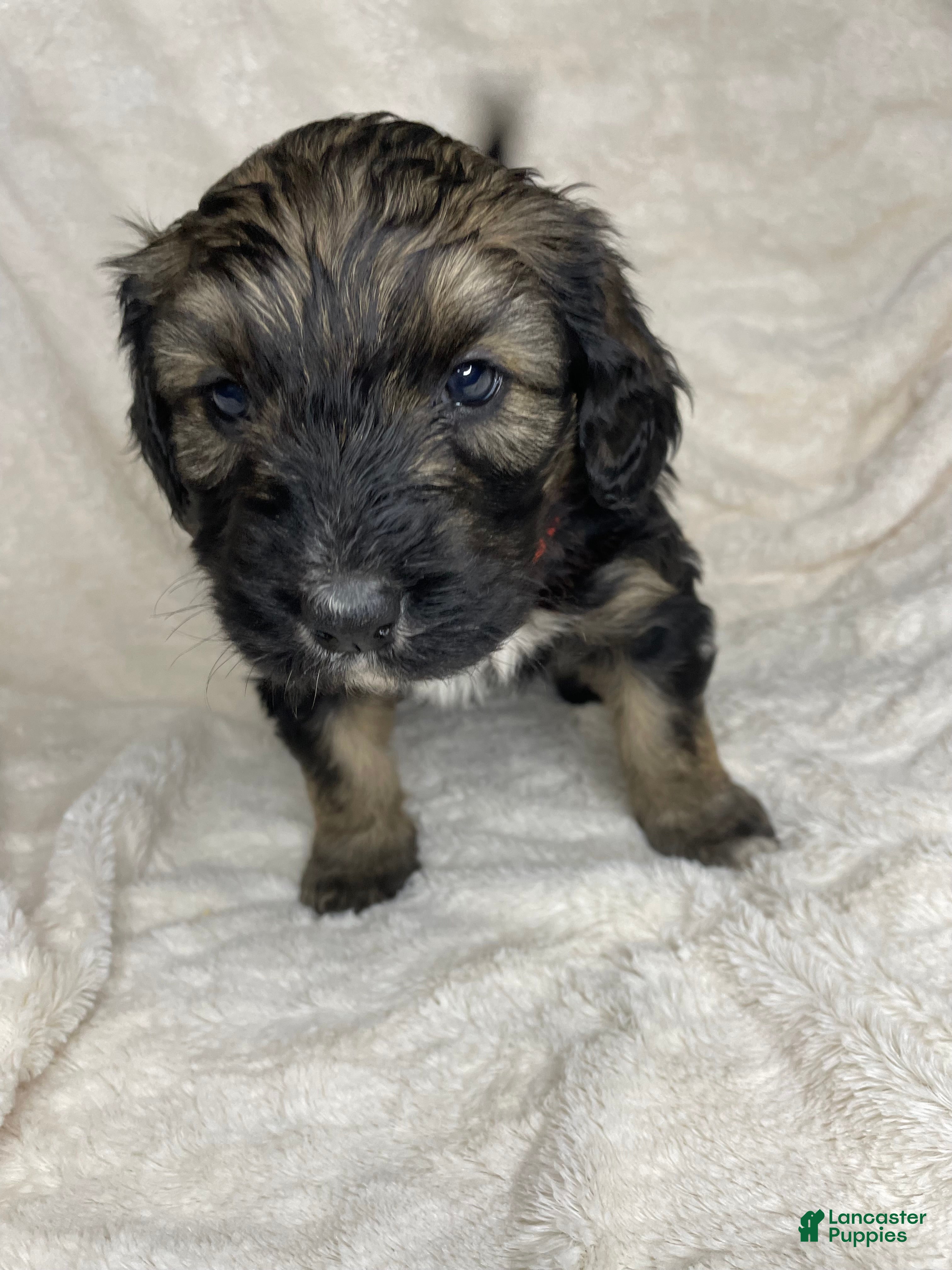 Bernedoodle dogs Sadie - Ad 2