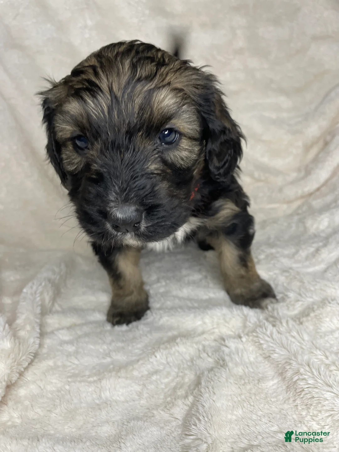 Bernedoodle dogs for sale: Sadie - Ad 2