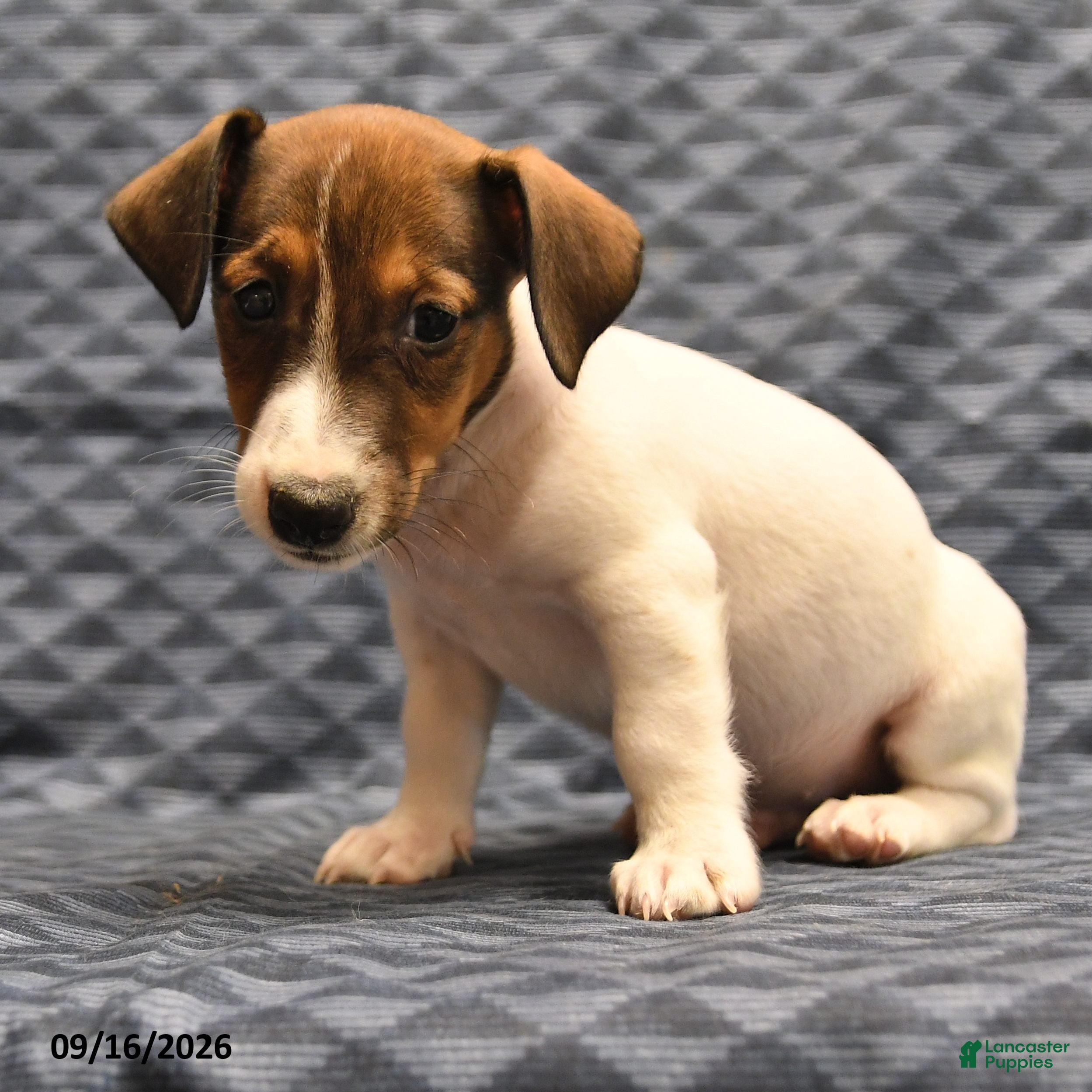 Jack Russell Terrier dogs Lenny - Ad 2