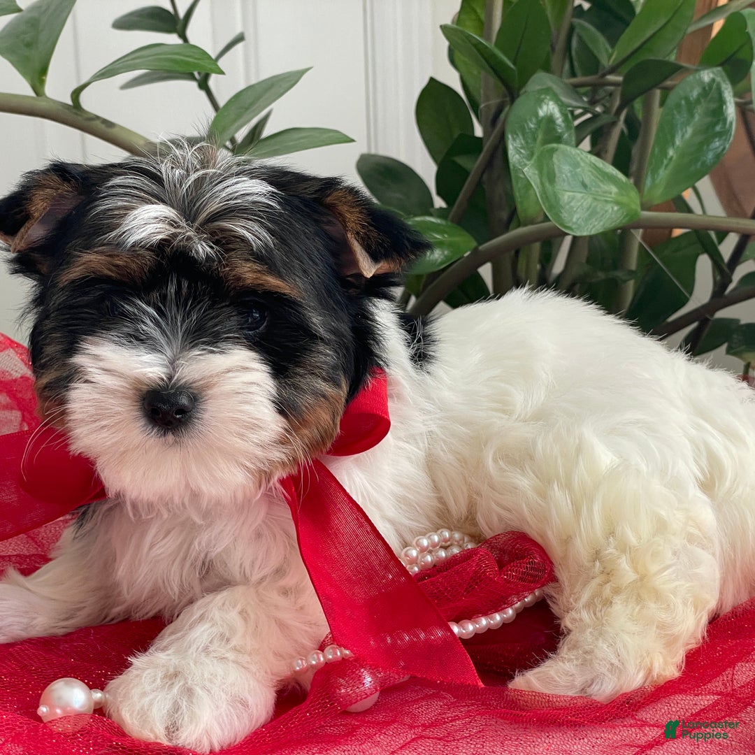 Biewer Terrier dogs for sale: Kricket - Ad 4