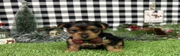 Yorkshire Terrier dogs for sale: Amber - Ad 5