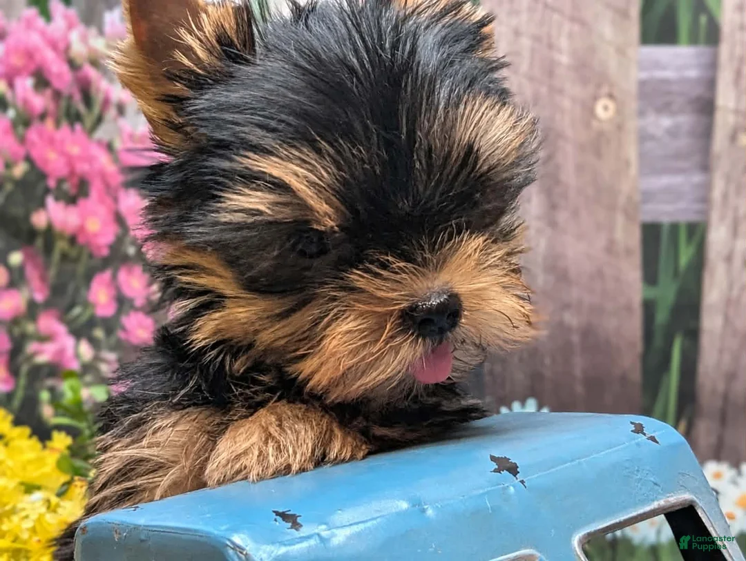 Yorkshire Terrier dogs for sale: Tom the Star of the Show - Ad 2
