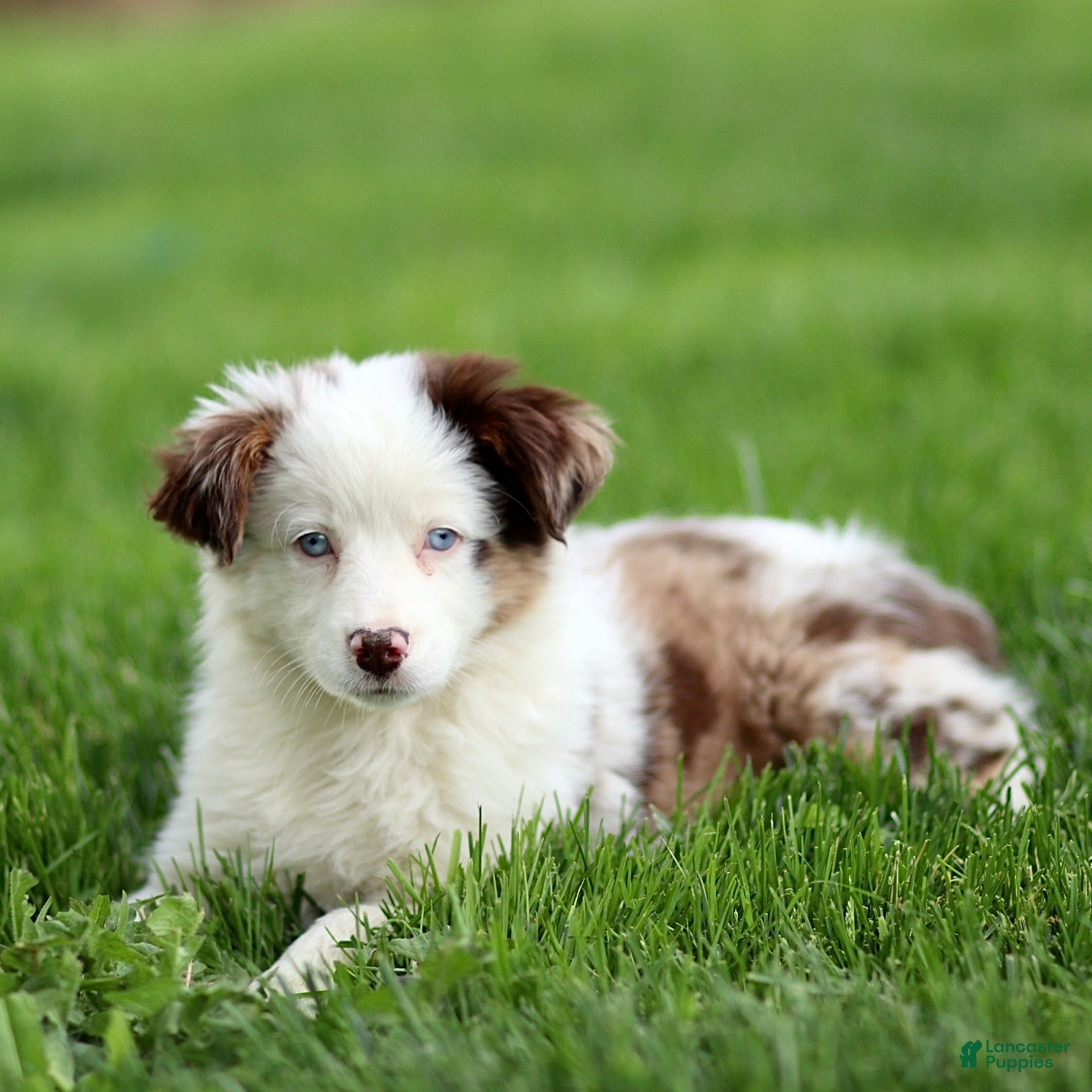 Miniature Australian Shepherd dogs Jane - Ad 2