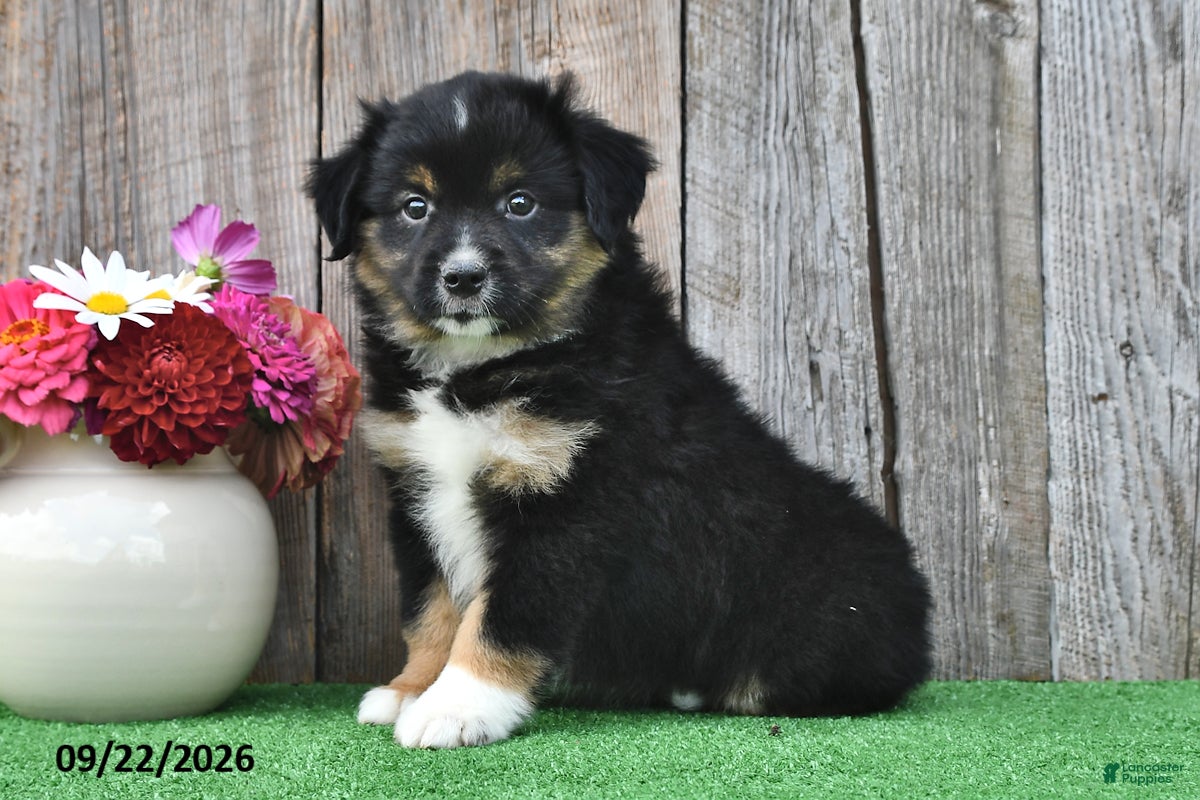 Miniature Australian Shepherd dogs Diesel - Ad 1