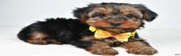 Yorkshire Terrier dogs for sale: Brent - Ad 1