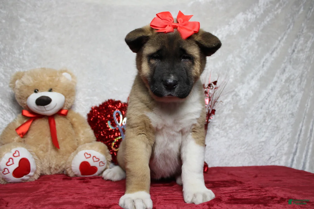 Akita dogs for sale: Jill  - Ad 2