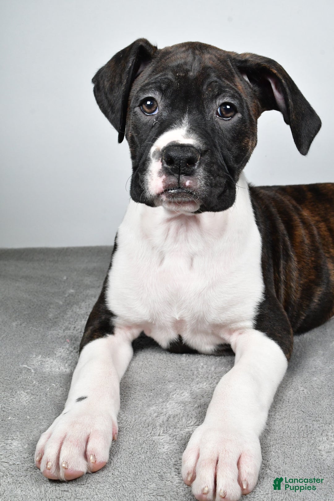 Boxer dogs for sale: Ada - Ad 2