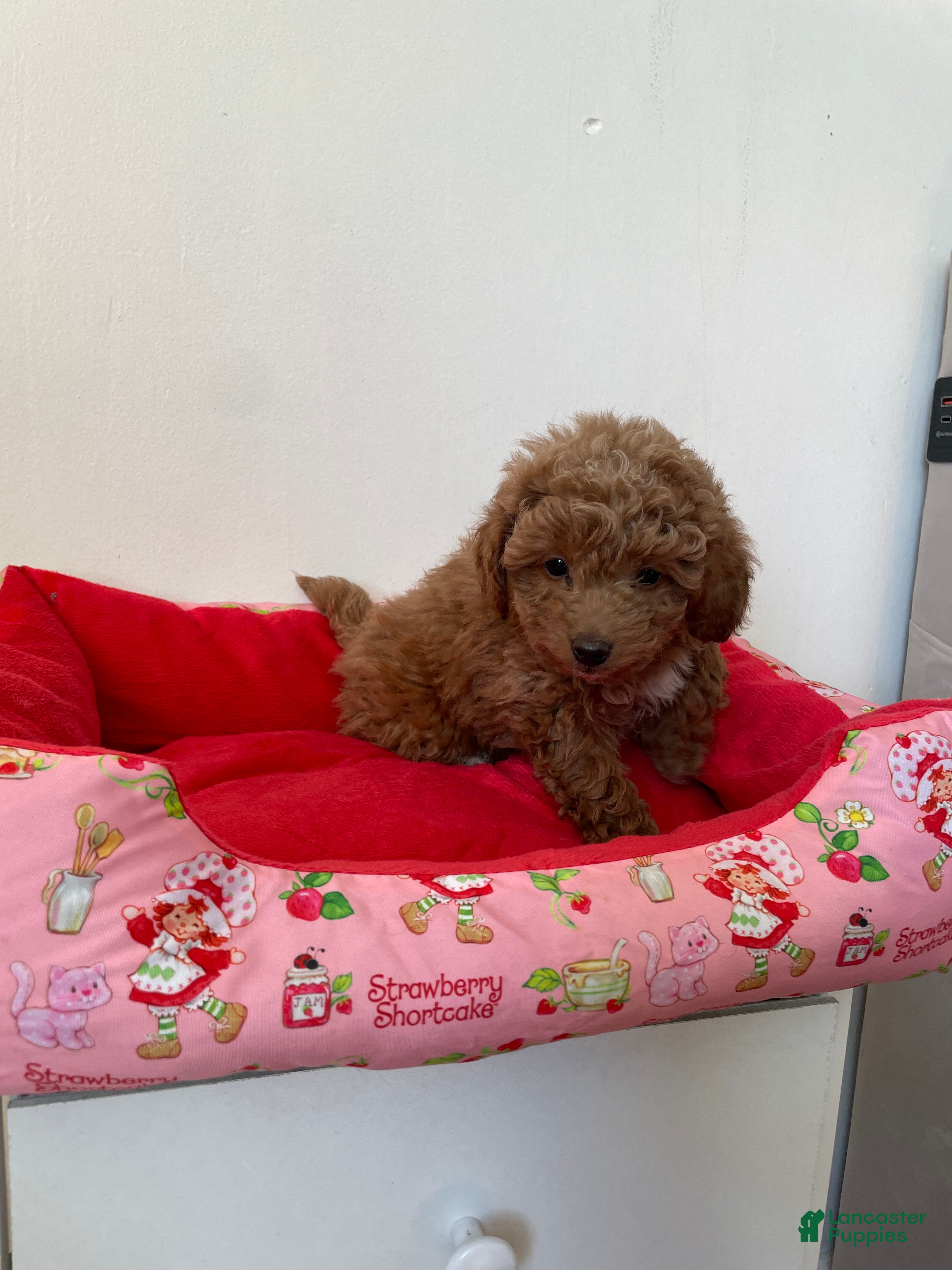 Toy Poodle dogs Dolly  - Ad 2