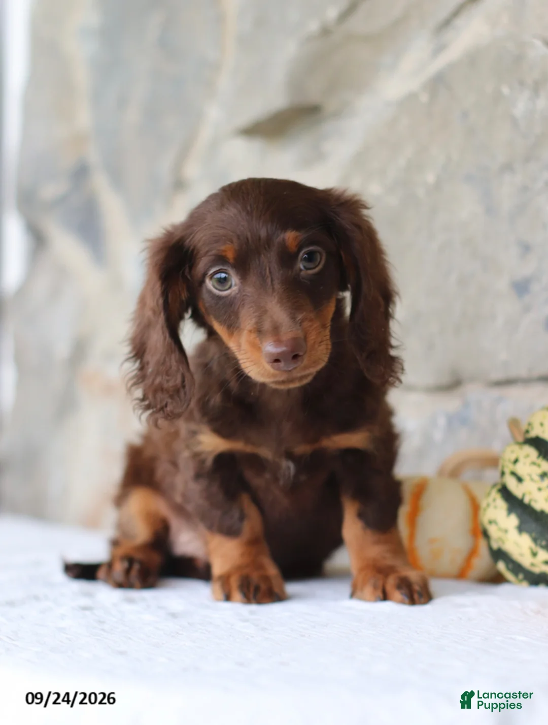 Miniature Dachshund dogs for sale: Trent - Ad 1