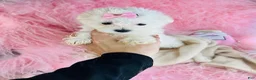 Maltese dogs for sale: Maltese 1 - Ad 1