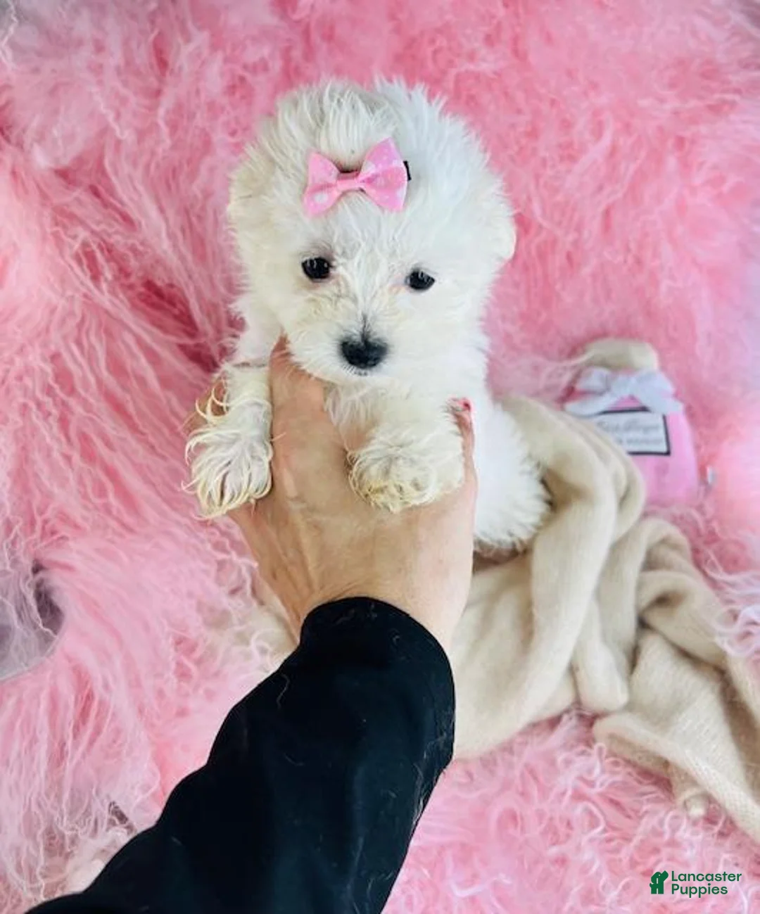 Maltese dogs for sale: Maltese 1 - Ad 1