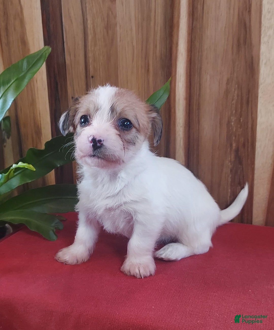 Jackapoo dogs for sale: Holly - Ad 10