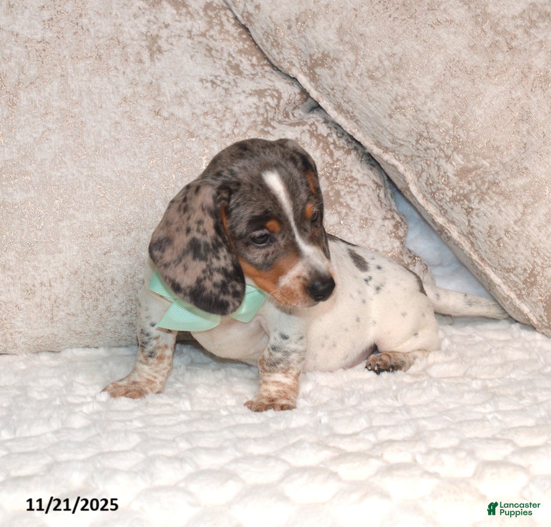 Miniature Dachshund dogs for sale: Nabisco - Ad 4