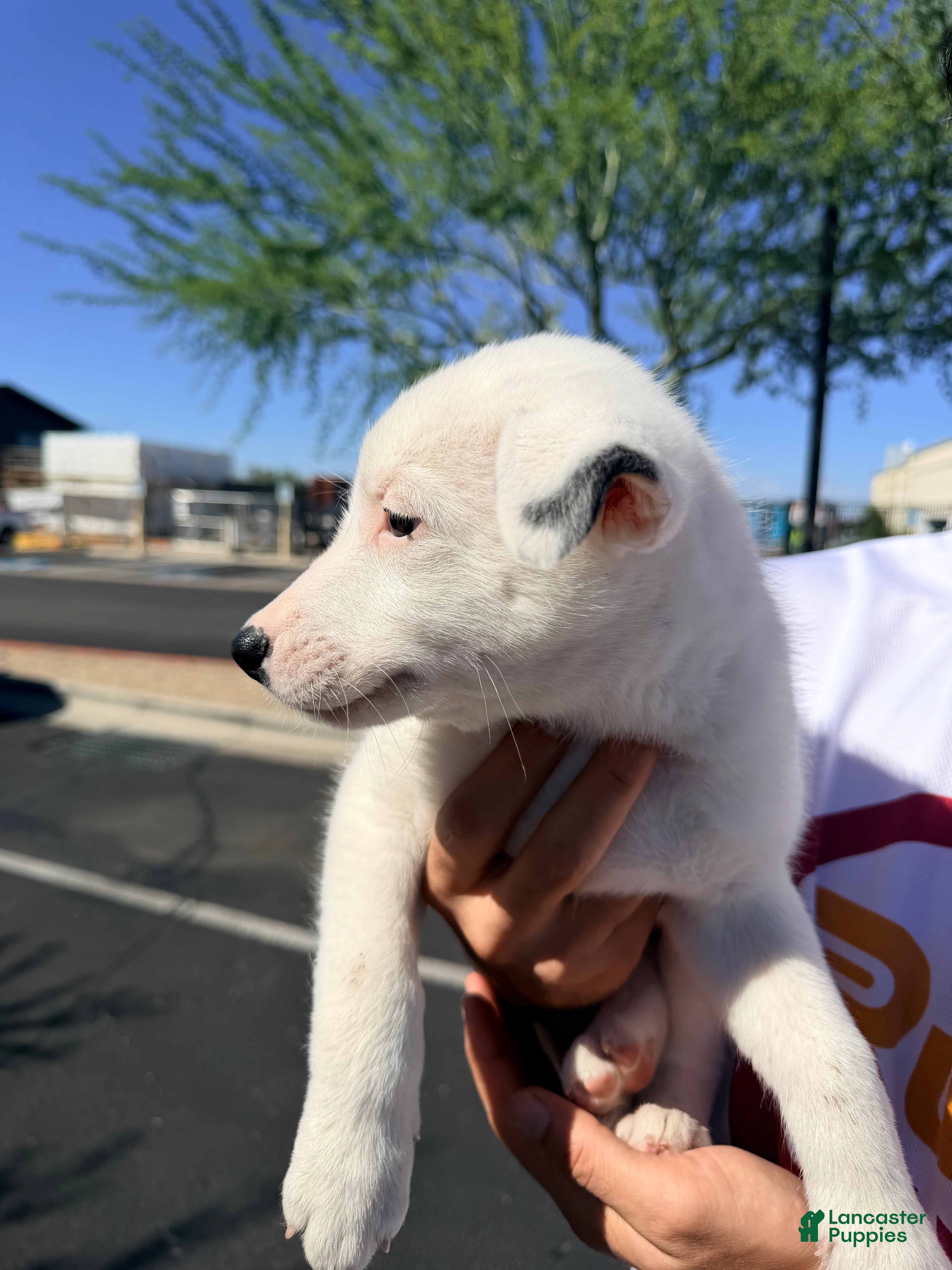 Australian Cattle Dog dogs for sale: Australian cattle dog 6 - Ad 38