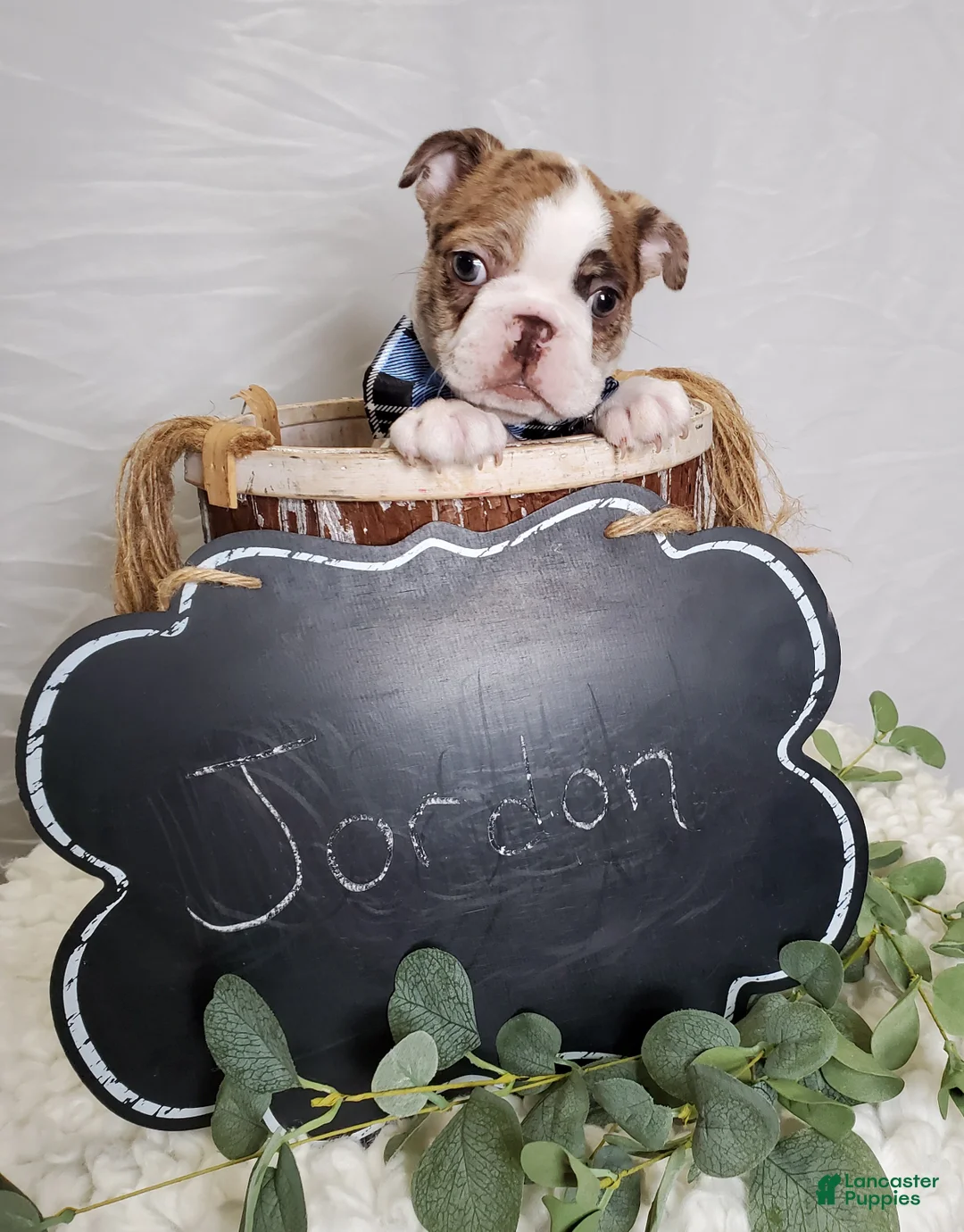 Boston Terrier dogs for sale: Jordan - Ad 7