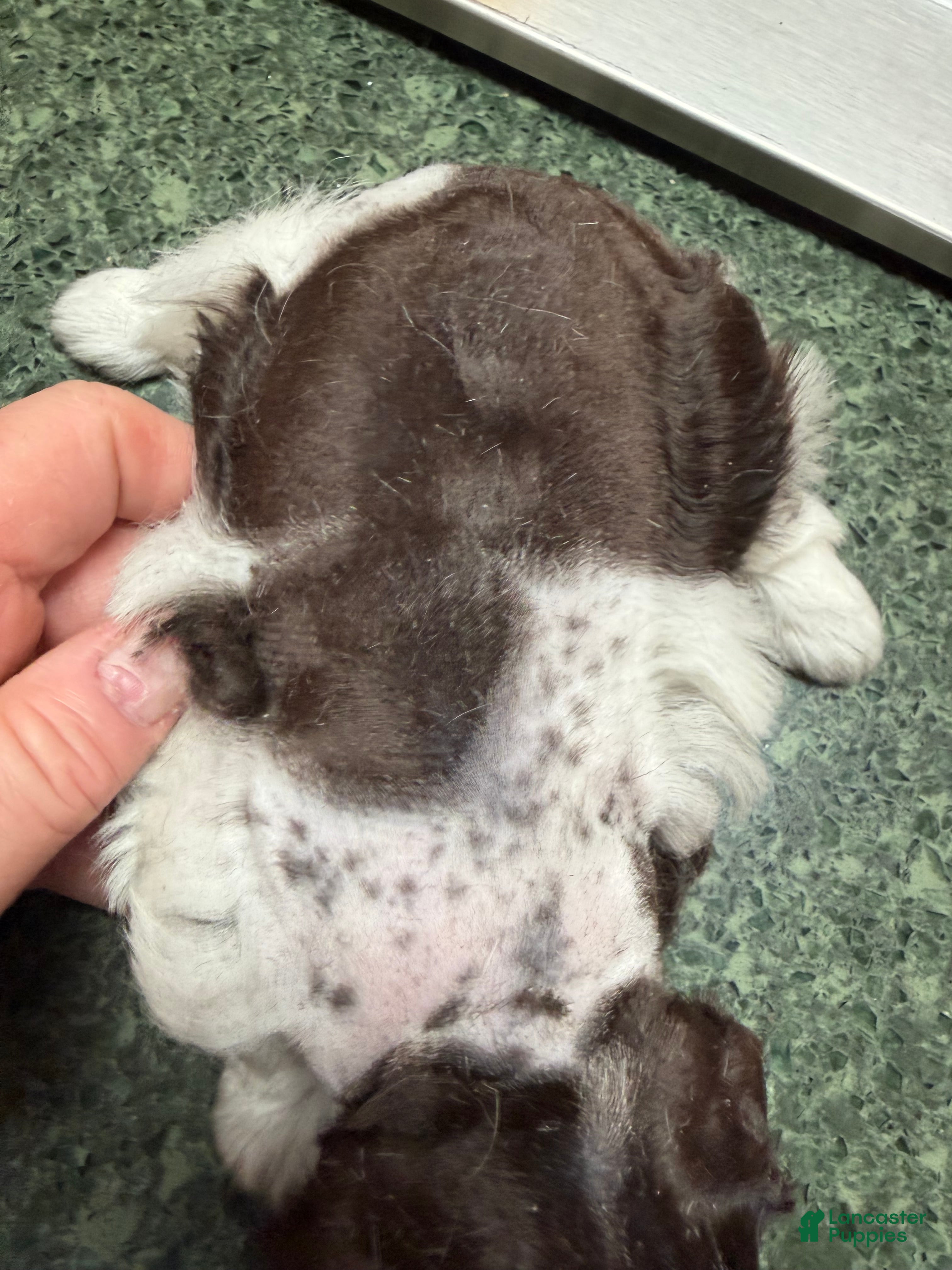 Miniature Schnauzer dogs Boy  - Ad 2