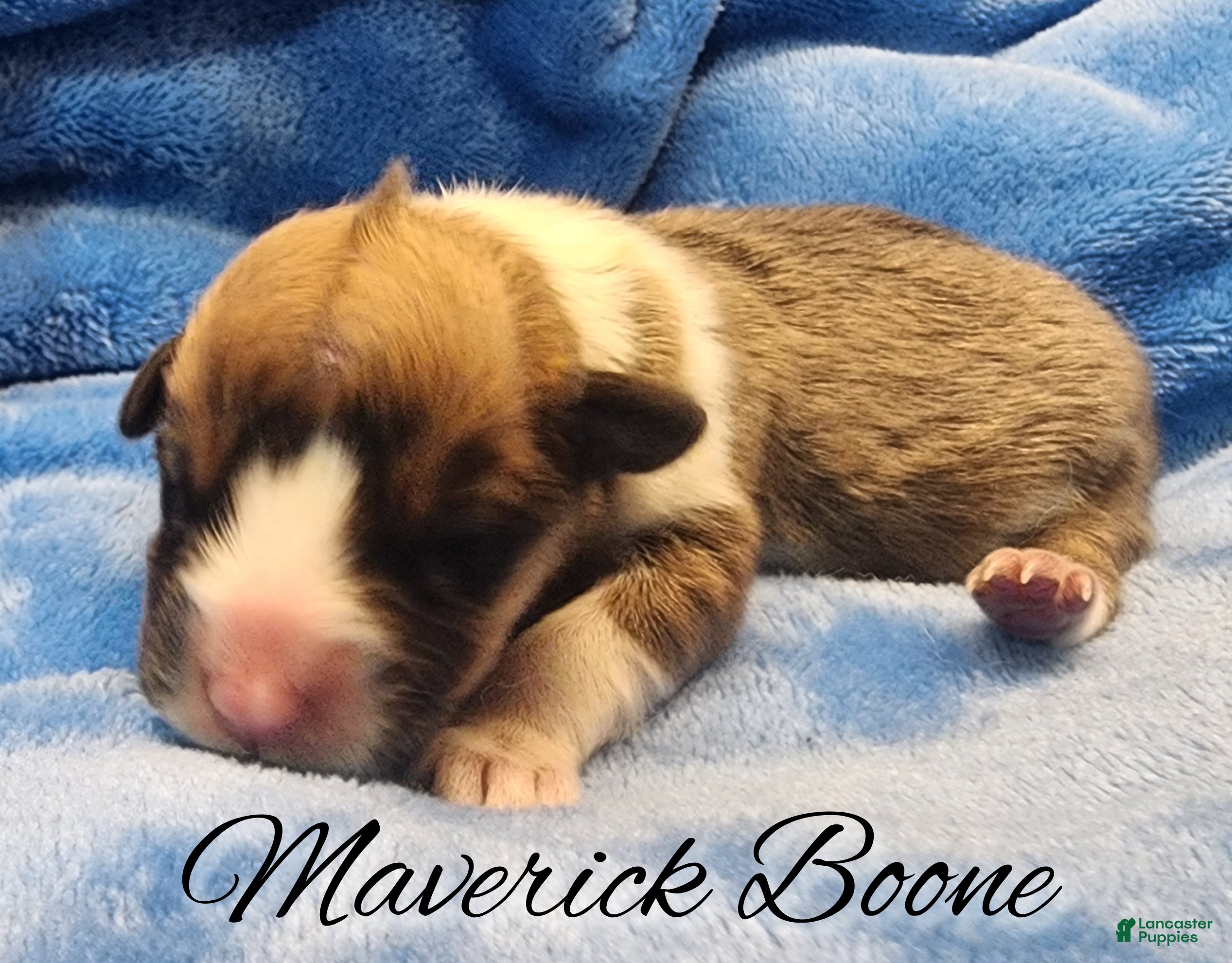 Welsh Corgi Pembroke dogs Maverick Boone - Ad 17